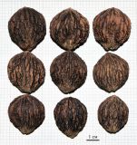 Juglans nigra