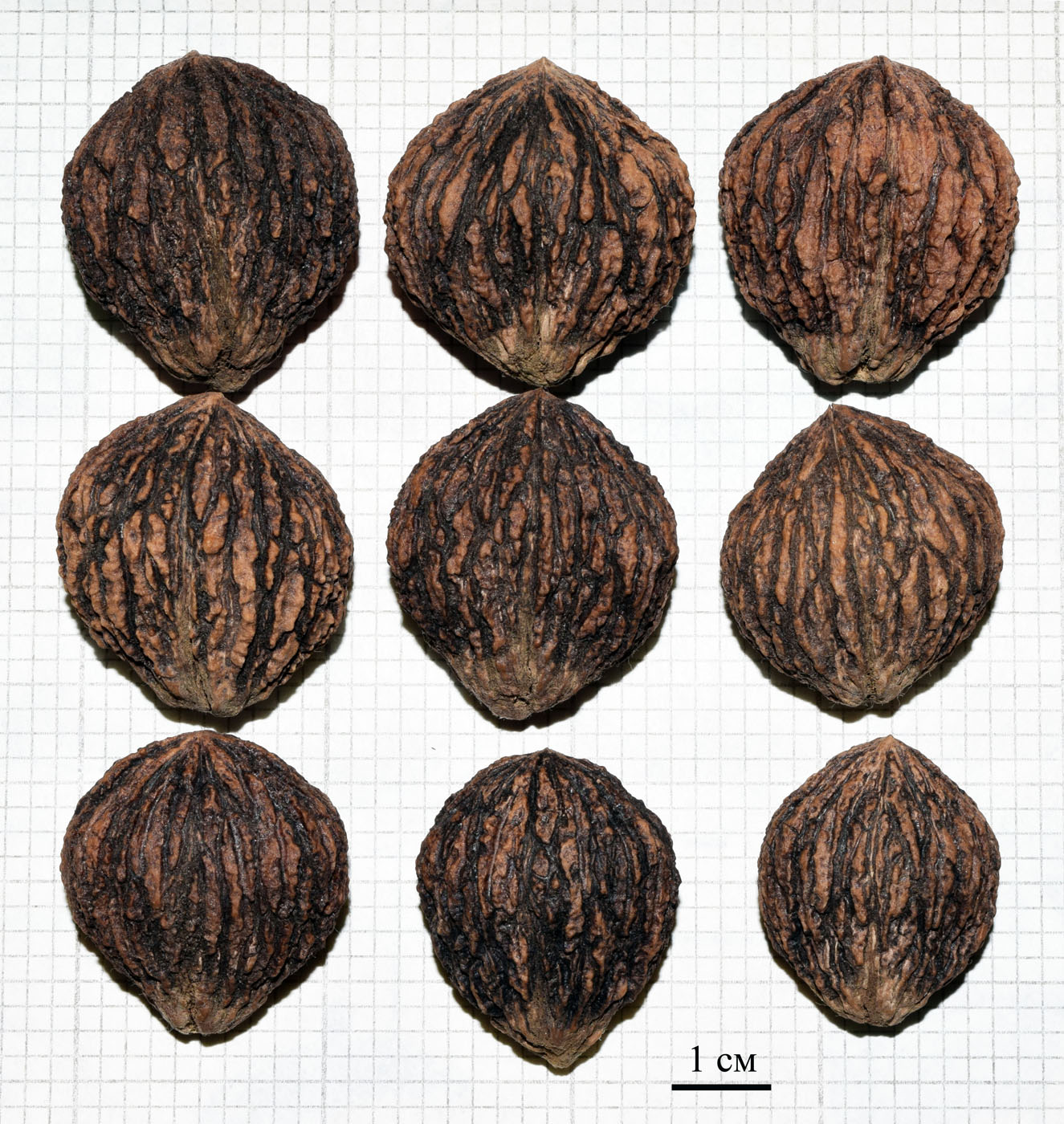 Image of Juglans nigra specimen.