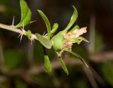 genus Pereskia. Зреющий плод с листьями. Израиль, Шарон, г. Тель-Авив, ботанический сад \"Сад кактусов\". 27.06.2016.