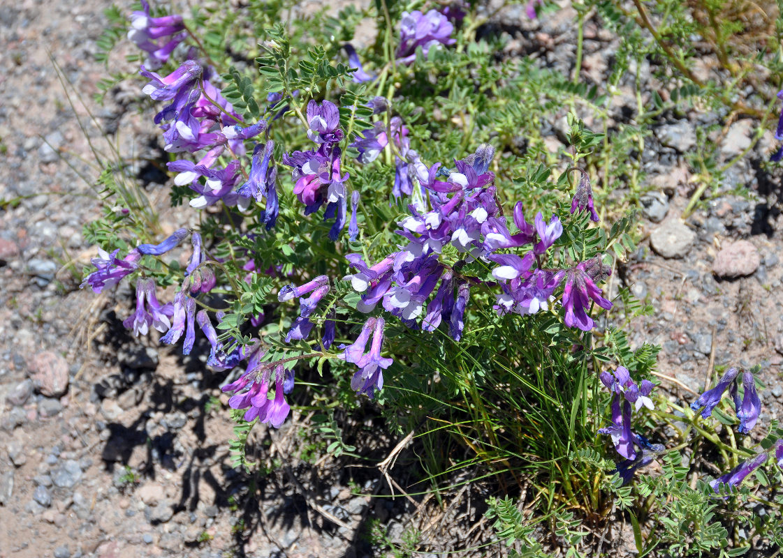 Изображение особи Vicia sosnowskyi.