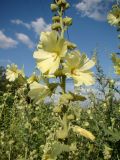 Alcea rugosa