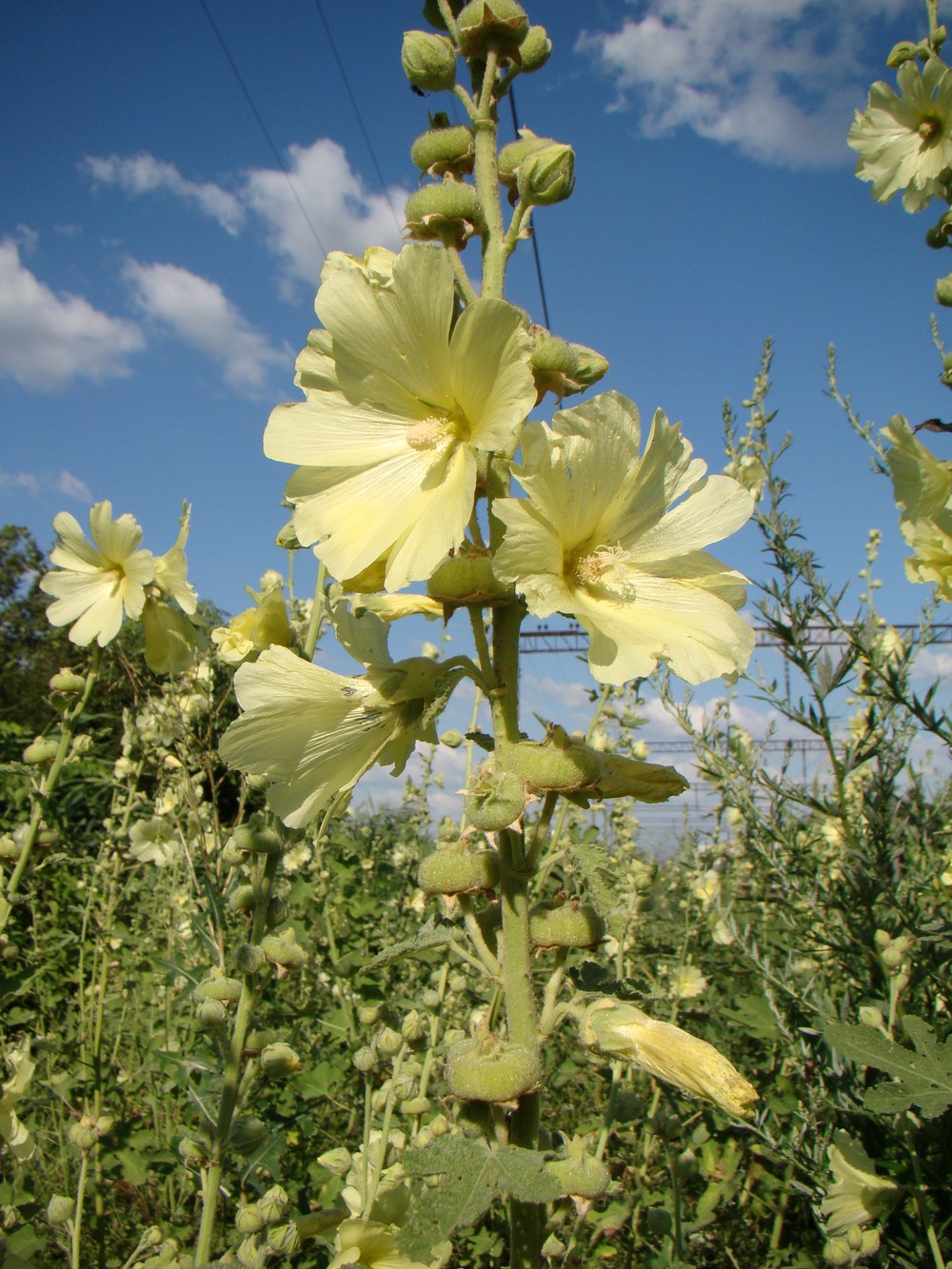 Изображение особи Alcea rugosa.