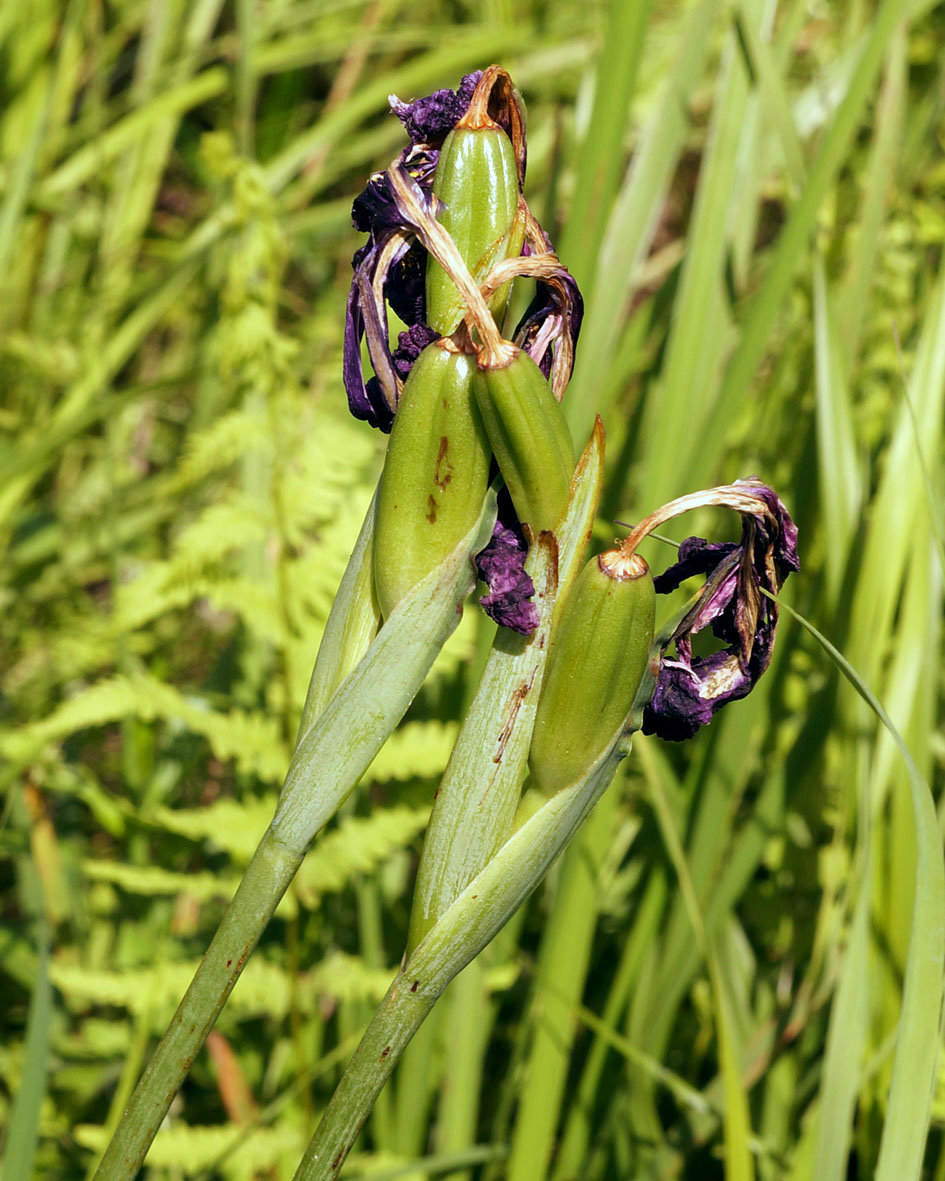 Изображение особи Iris ensata.