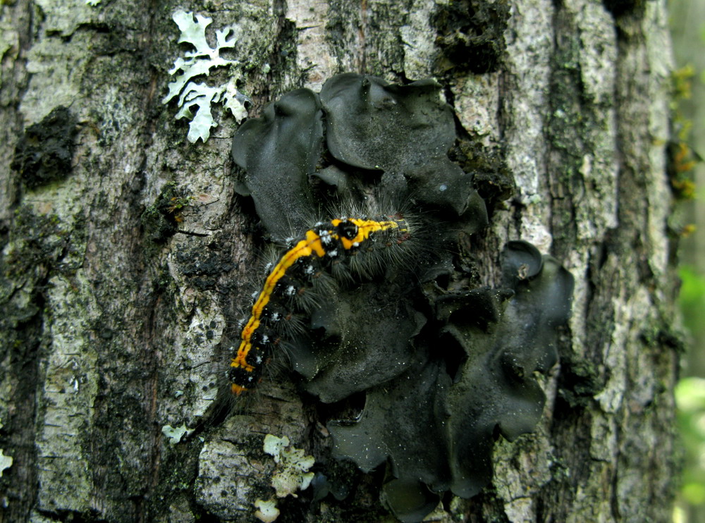 Изображение особи Leptogium asiaticum.