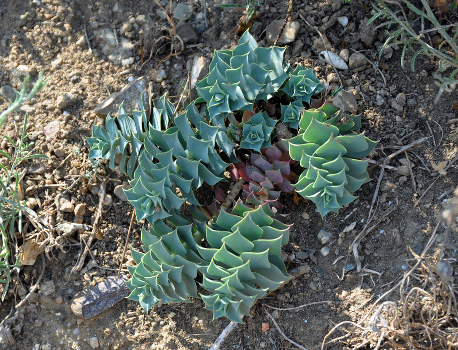 Изображение особи Euphorbia myrsinites.