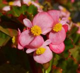 Begonia × hortensis
