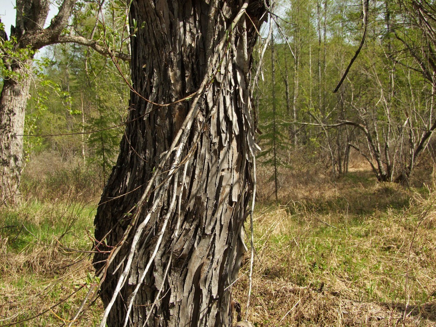 Изображение особи Chosenia arbutifolia.