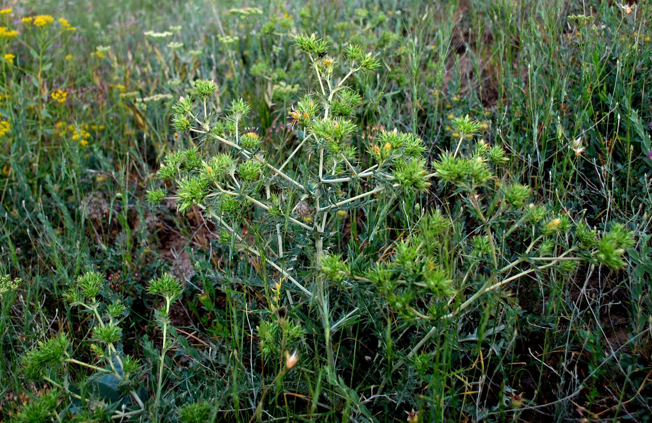 Image of Cousinia syrdarjensis specimen.