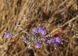 Limonium bungei