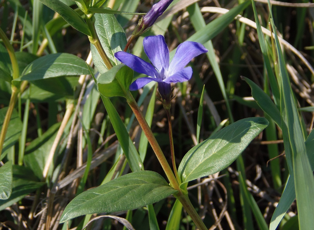 Изображение особи Vinca herbacea.