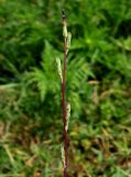 Lactuca saligna