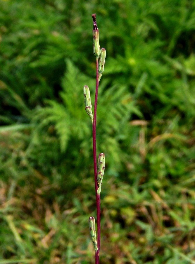 Image of Lactuca saligna specimen.
