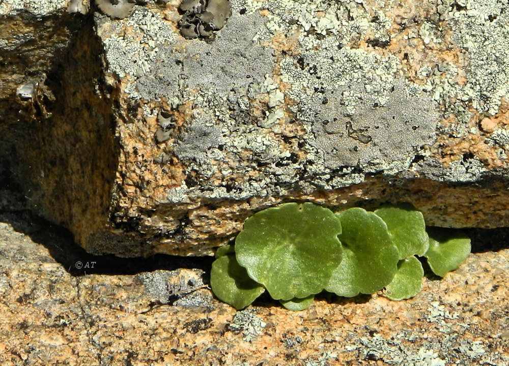 Image of genus Umbilicus specimen.