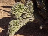 Cereus variety monstrosus