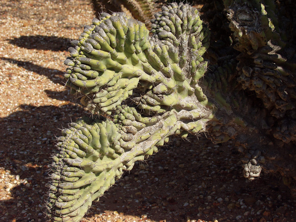 Изображение особи Cereus peruvianus var. monstrosus.