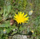 Crepis pannonica. Соцветие. Ульяновская обл., Карсунский р-н, окр. с. Теньковка, гряда мергелисто-меловых склонов к р. Урень и её правому притоку к северу и востоку от села. 7 июля 2015 г.