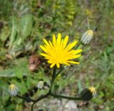 Crepis pannonica. Соцветие. Ульяновская обл., Карсунский р-н, окр. с. Теньковка, гряда мергелисто-меловых склонов к р. Урень и её правому притоку к северу и востоку от села. 7 июля 2015 г.