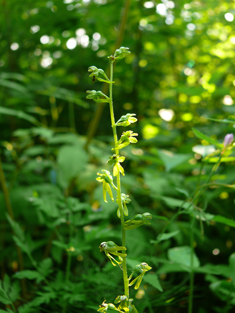 Изображение особи Listera ovata.