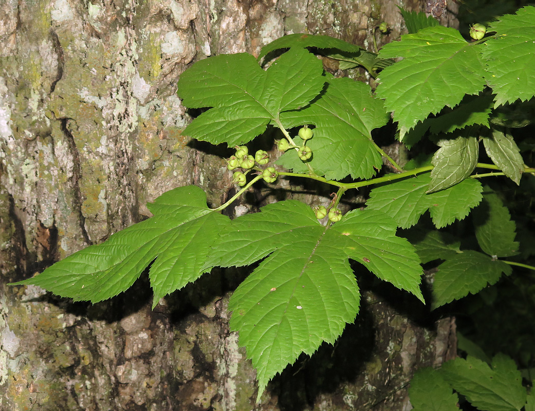 Image of Rubus crataegifolius specimen.