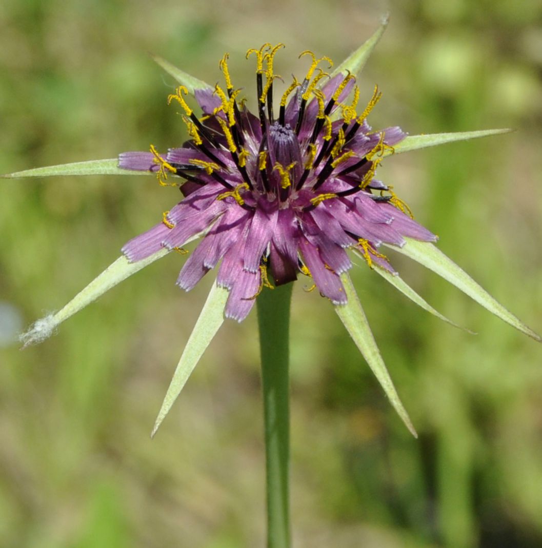 Image of Tragopogon australis specimen.