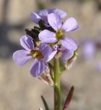 Image of taxon representative. Author is Роланд Цандекидис