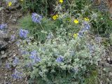 Nepeta kokanica