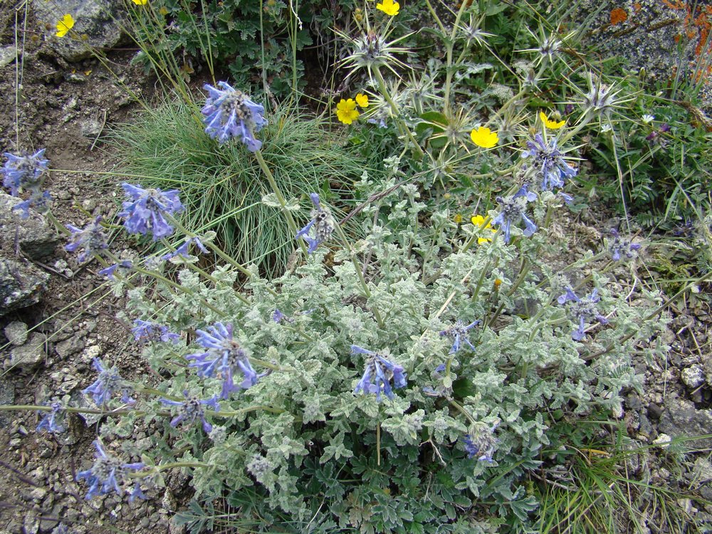 Image of Nepeta kokanica specimen.