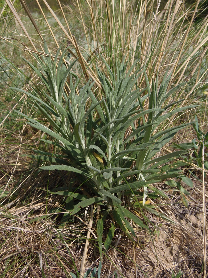 Image of Jurinea multiflora specimen.