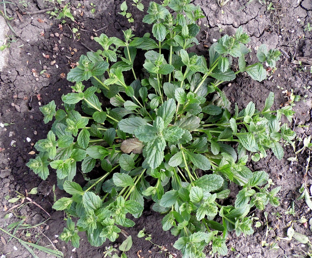 Изображение особи Ajuga reptans.
