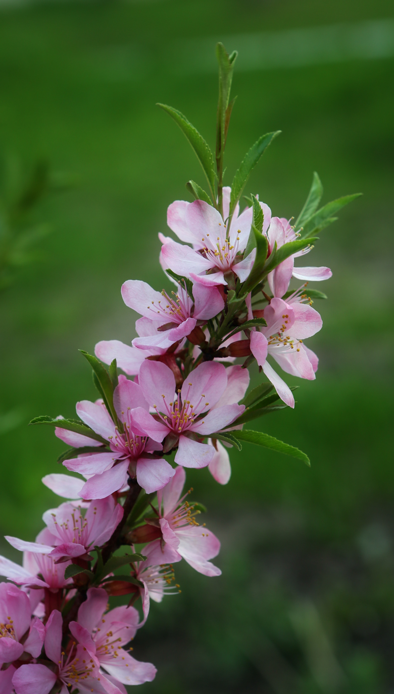 Изображение особи Amygdalus nana.