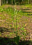 Platanthera bifolia. Цветущее растение. Молдова, Оргеевский р-н, с. Ватич, окраина дубово-грабового леса. 28.05.2017.