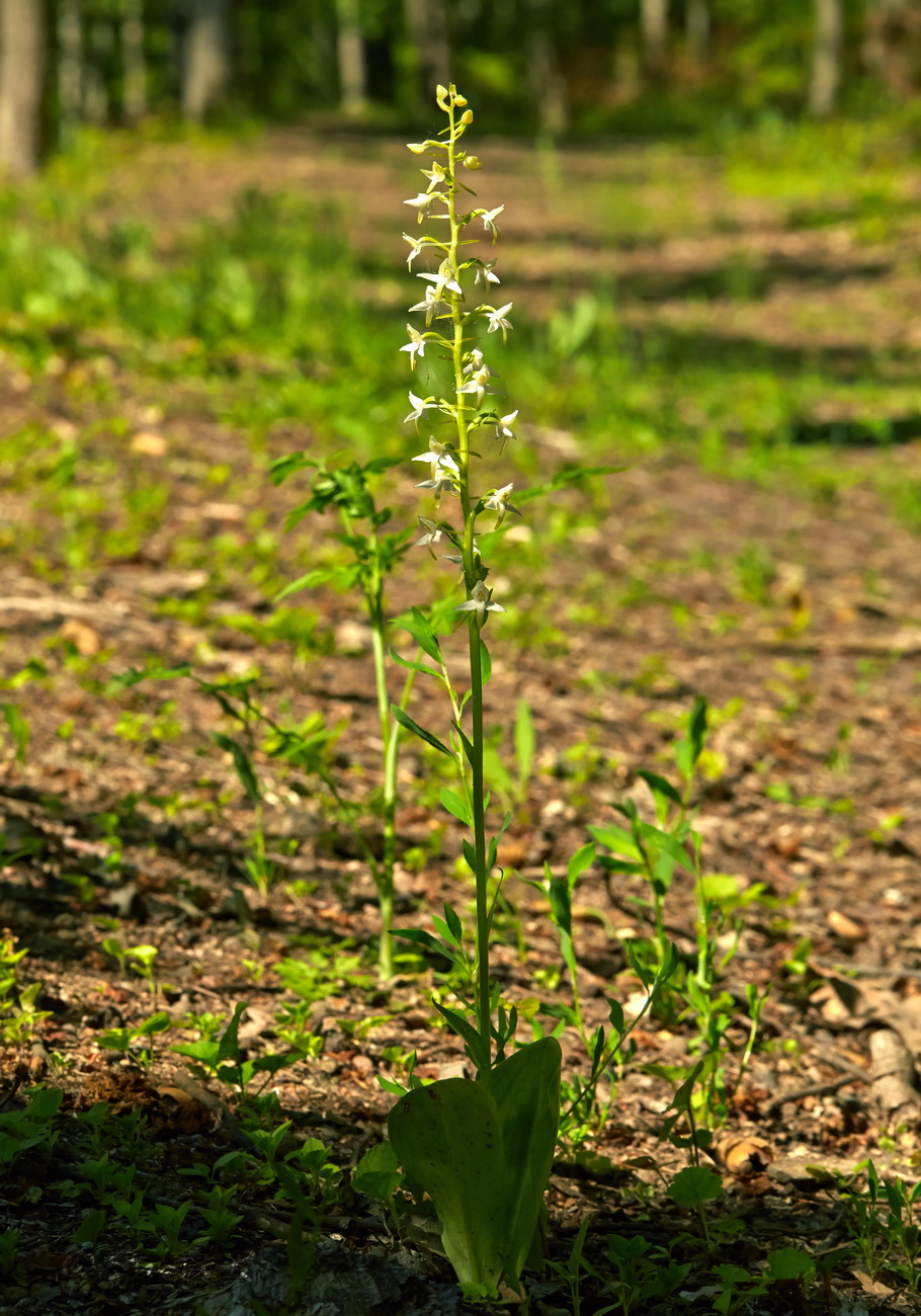 Изображение особи Platanthera bifolia.