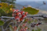 Sorbus taurica. Плоды и листья. Крым, окр. Судака, верх западного склона горы Перчем. 04.10.2013.