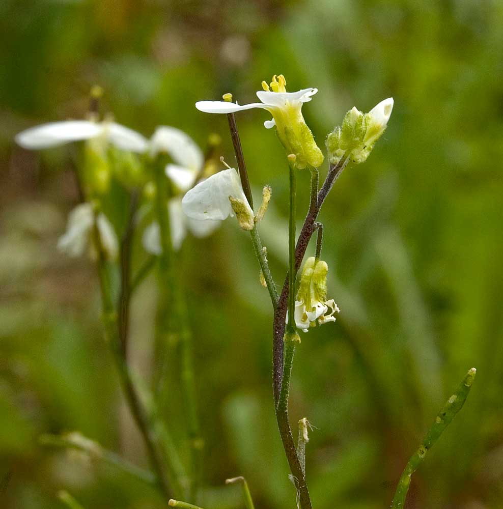 Изображение особи Arabis caucasica.