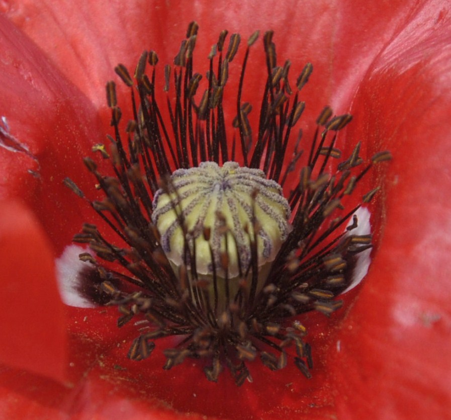 Изображение особи Papaver rhoeas.