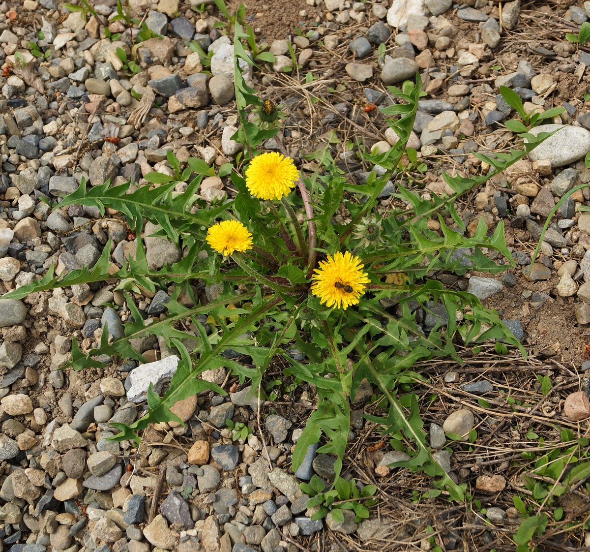 Изображение особи род Taraxacum.