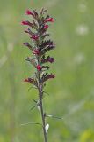 Echium russicum. Верхушка цветущего растения. Ростовская обл., Октябрьский р-н, склон правого коренного берега р. Аюта, степной склон. 01.06.2011.