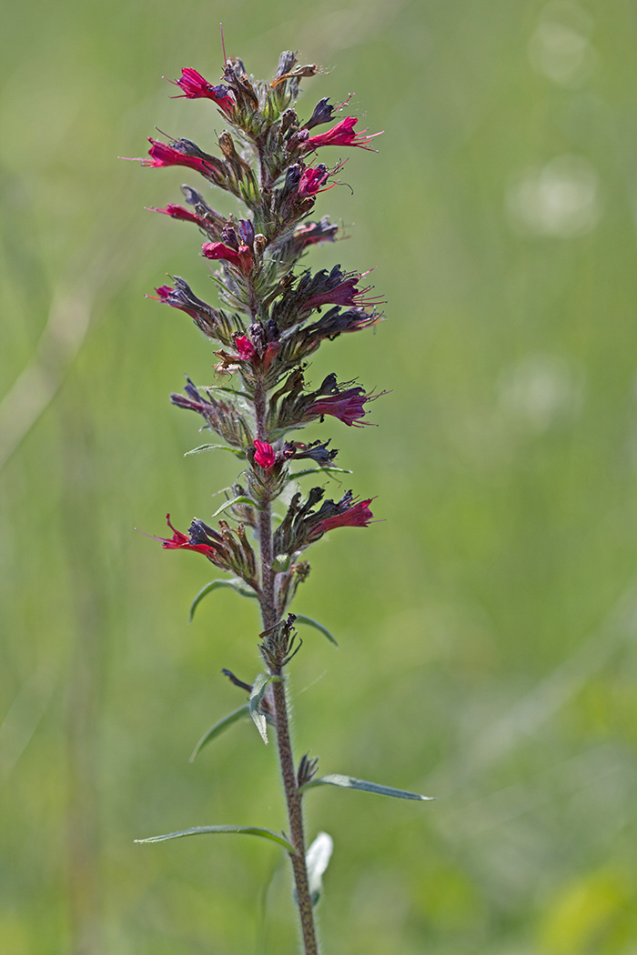 Изображение особи Echium russicum.