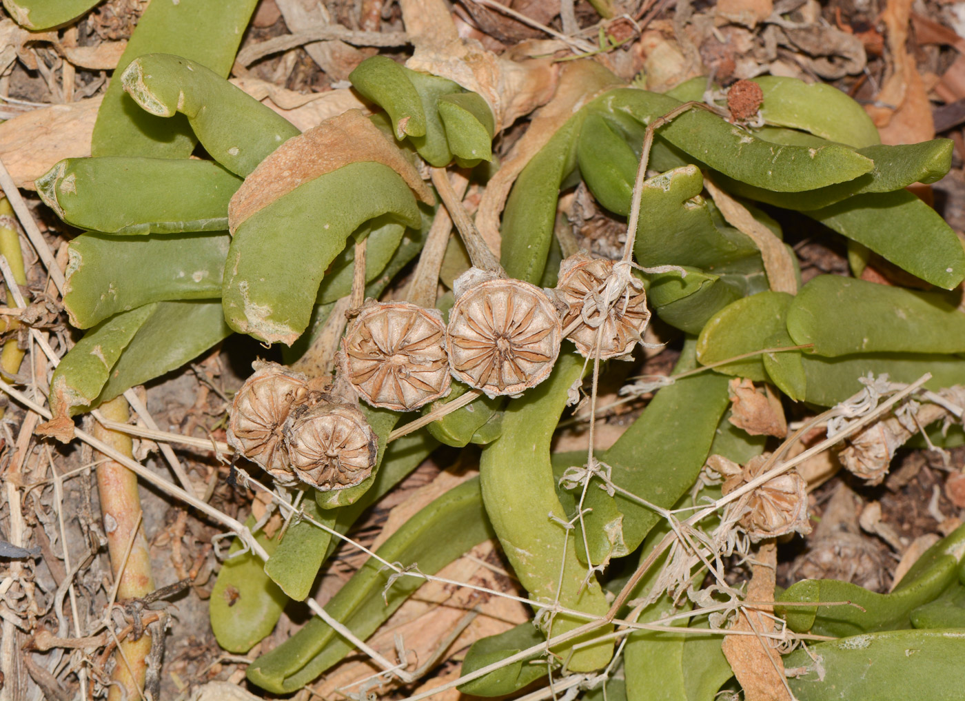 Изображение особи Glottiphyllum linguiforme.