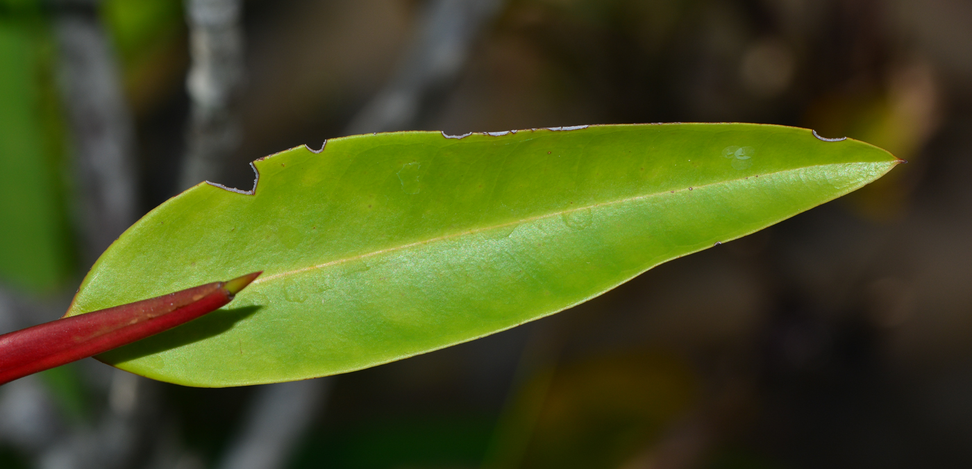 Изображение особи Rhizophora apiculata.