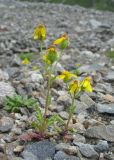 Senecio sosnovskyi