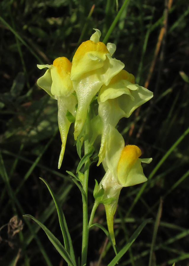 Image of Linaria vulgaris specimen.