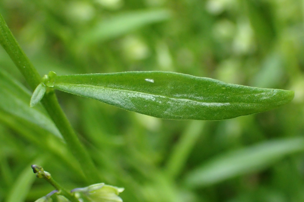 Image of Polygala amarella specimen.