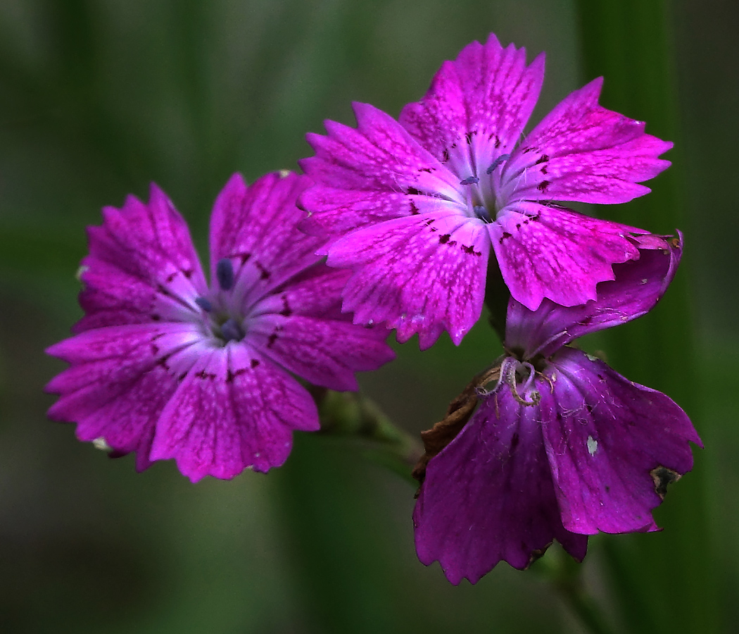 Изображение особи Dianthus fischeri.