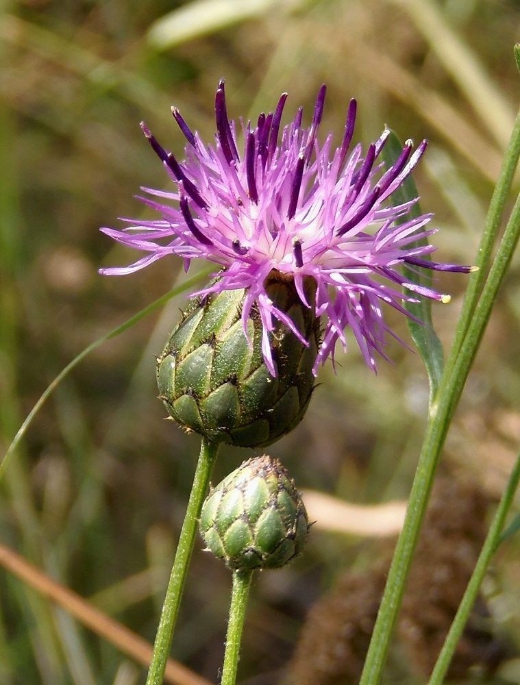 Image of Centaurea adpressa specimen.