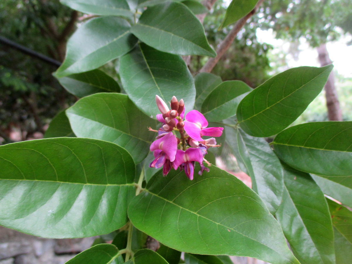 Изображение особи Lonchocarpus domingensis.