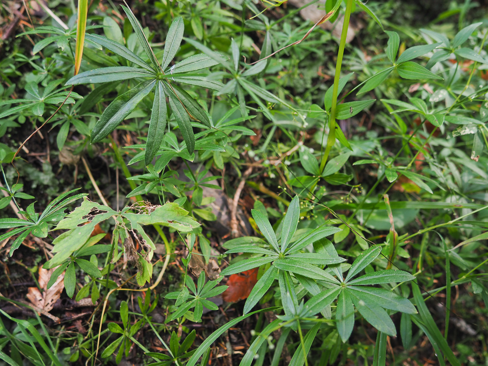 Image of Galium odoratum specimen.