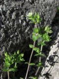 Arenaria leptoclados ssp. viscidula
