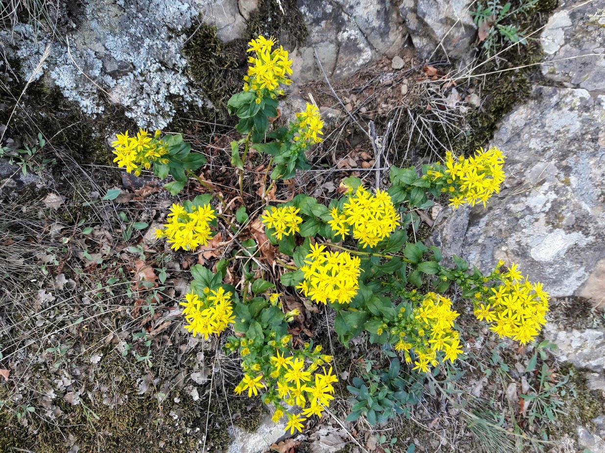 Изображение особи Solidago virgaurea.