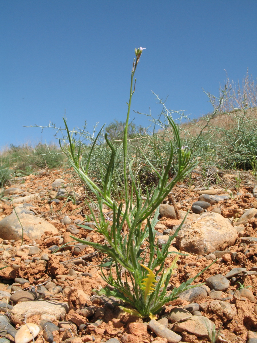 Image of Diptychocarpus strictus specimen.